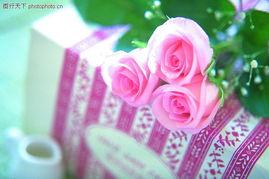 圣诞玫瑰在线观看,在线观看，探寻神秘圣诞节的浪漫传说  第3张